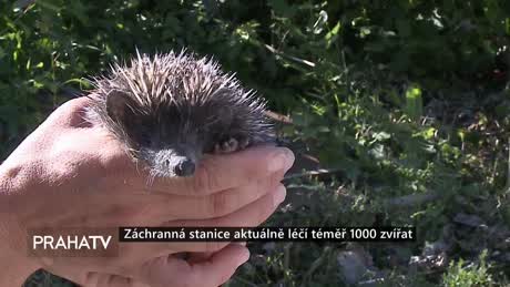 Zprávy